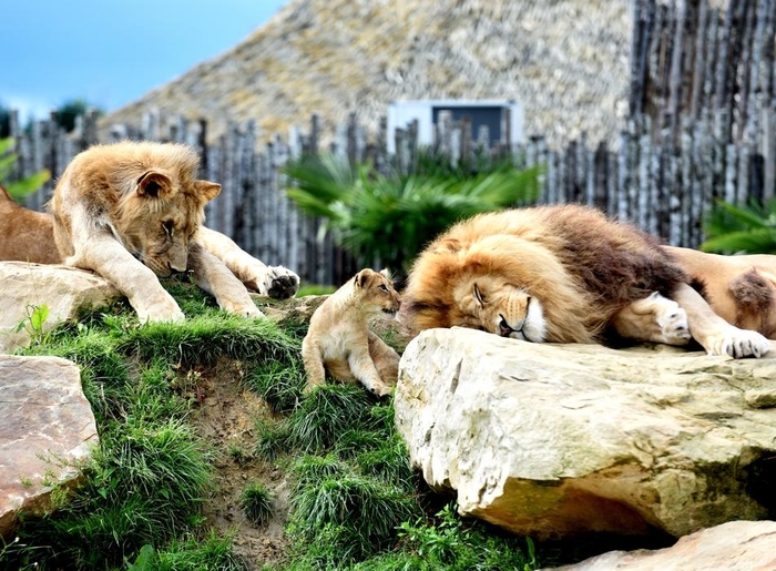 zoo-de-beauval