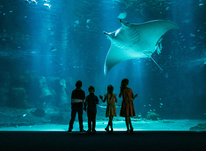 Grande-baie-et-public-H-Lamblin-Iconocom-78