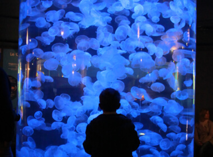 la-cite-de-la-mer_meduses