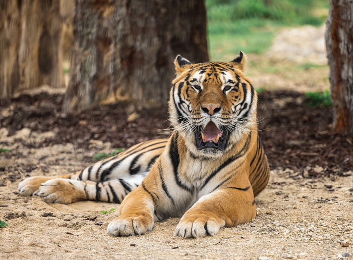Khéops le tigre @Christian Penin