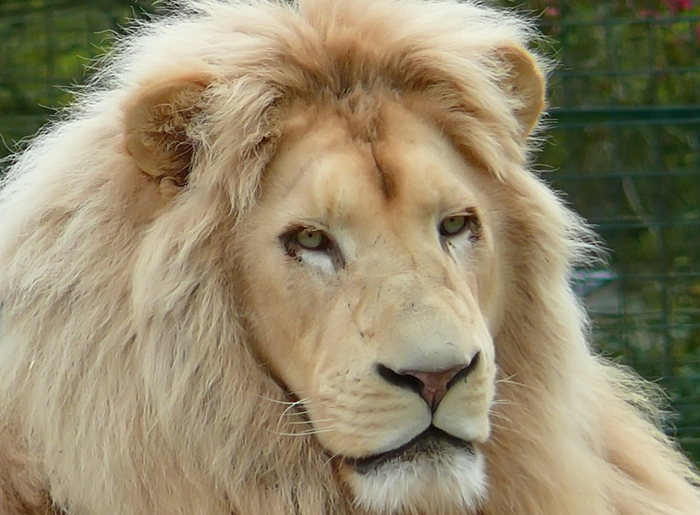 Jurques-Lion-Calvados-Touri