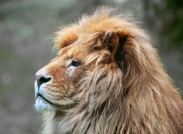 Lion-Zoo-de-Champrépus