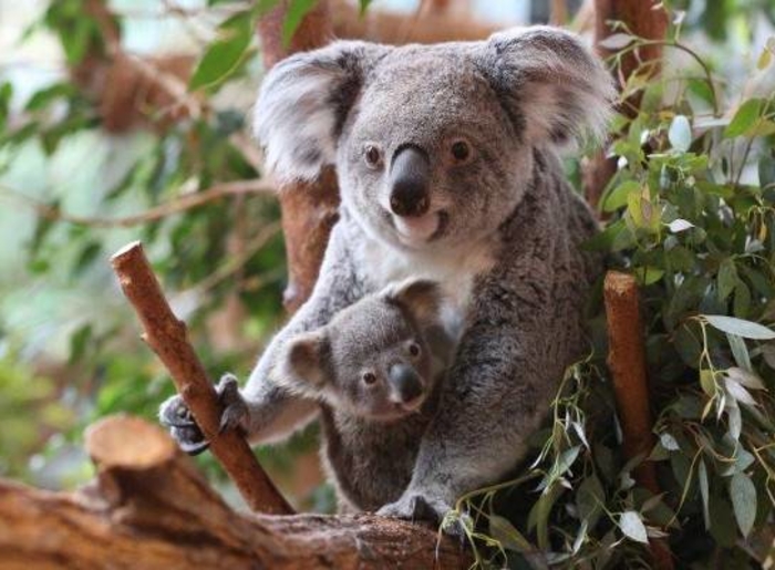 koala_bb_800x400
