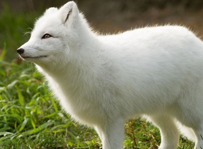 renard-polaire-jurques